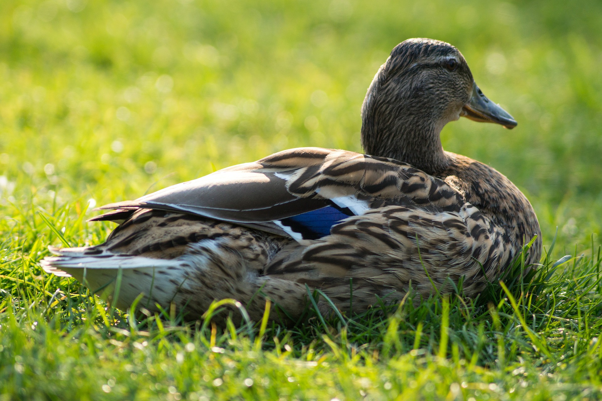 Sitting Ducks: When Employees Work from Home
